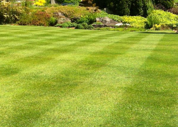 Commercial Grass Cutting in Olympia