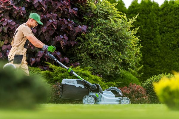 Lawn Management in Olympia