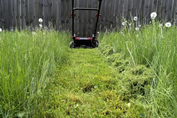 High Grass Mowing in Olympia