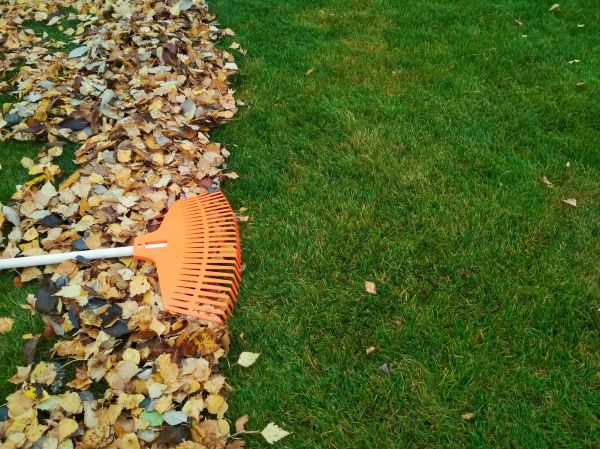 Fall Lawn Care in Olympia