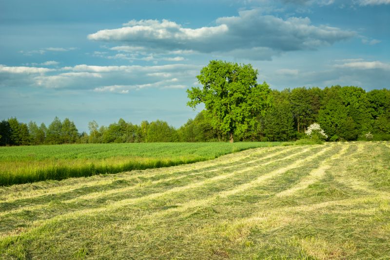 Hillside Mowing